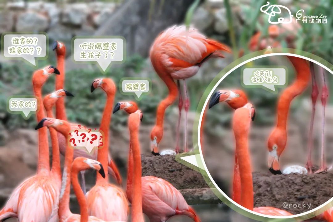 火烈鸟生活技能_火烈鸟生活技能_火烈鸟生活技能