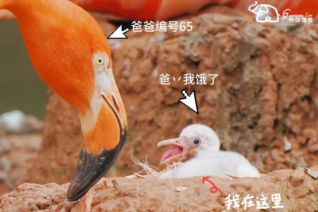 火烈鸟生活技能_火烈鸟生活技能_火烈鸟生活技能