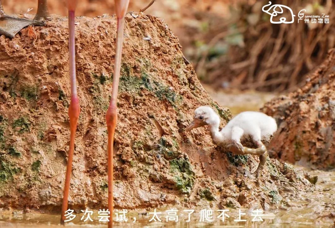 火烈鸟生活技能_火烈鸟生活技能_火烈鸟生活技能