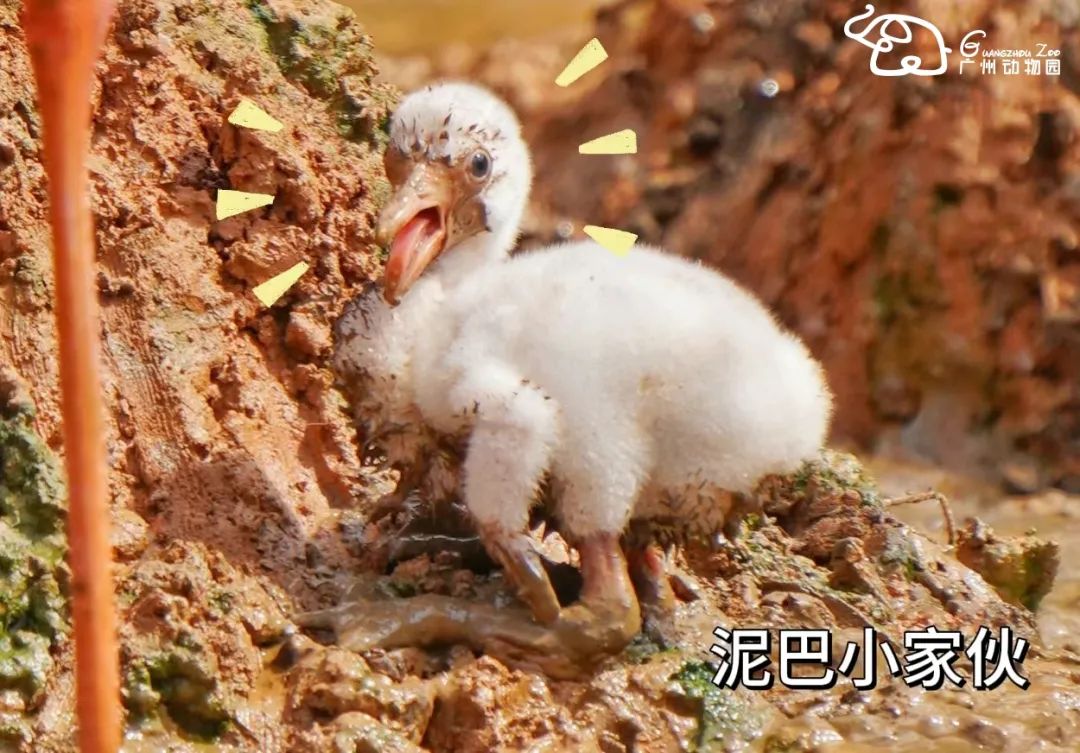 火烈鸟生活技能_火烈鸟生活技能_火烈鸟生活技能