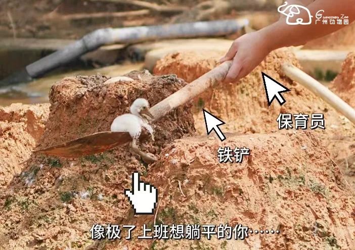 火烈鸟生活技能_火烈鸟生活技能_火烈鸟生活技能