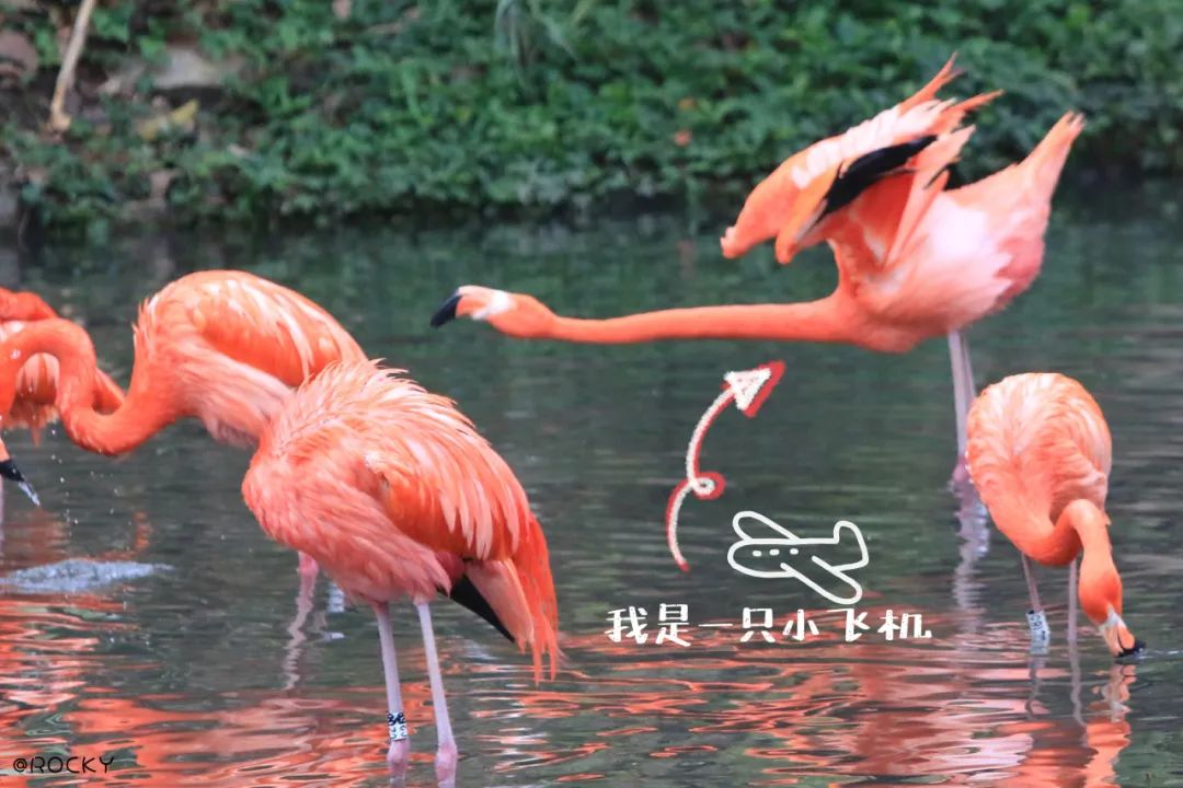 火烈鸟生活技能_火烈鸟生活技能_火烈鸟生活技能