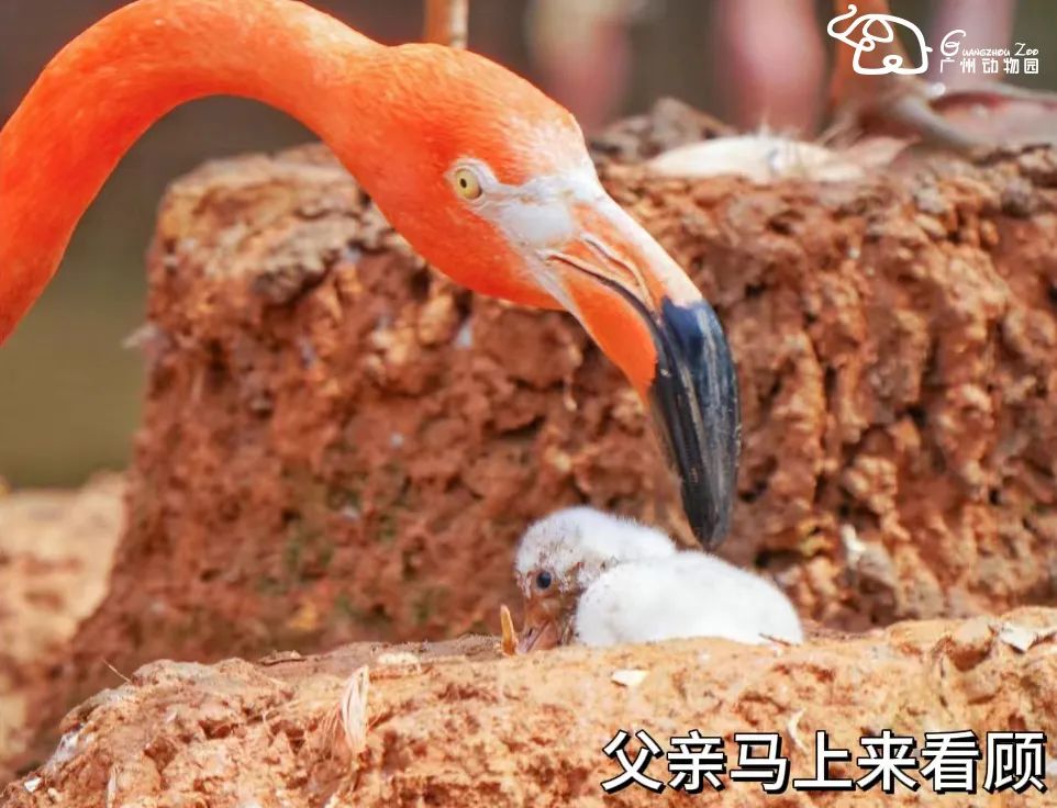 火烈鸟生活技能_火烈鸟生活技能_火烈鸟生活技能