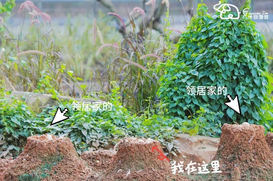 火烈鸟生活技能_火烈鸟生活技能_火烈鸟生活技能