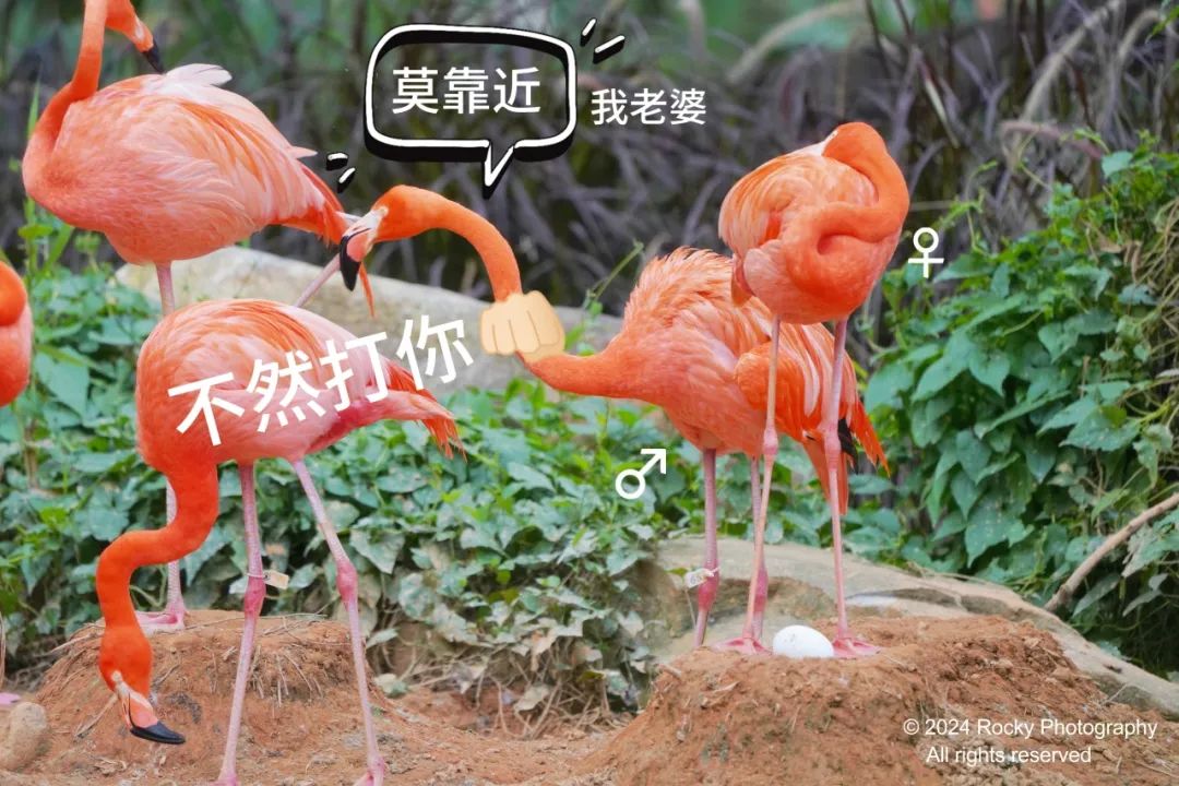 火烈鸟生活技能_火烈鸟生活技能_火烈鸟生活技能