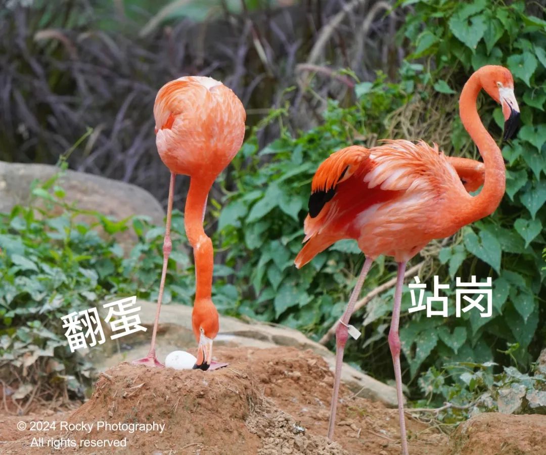 火烈鸟生活技能_火烈鸟生活技能_火烈鸟生活技能