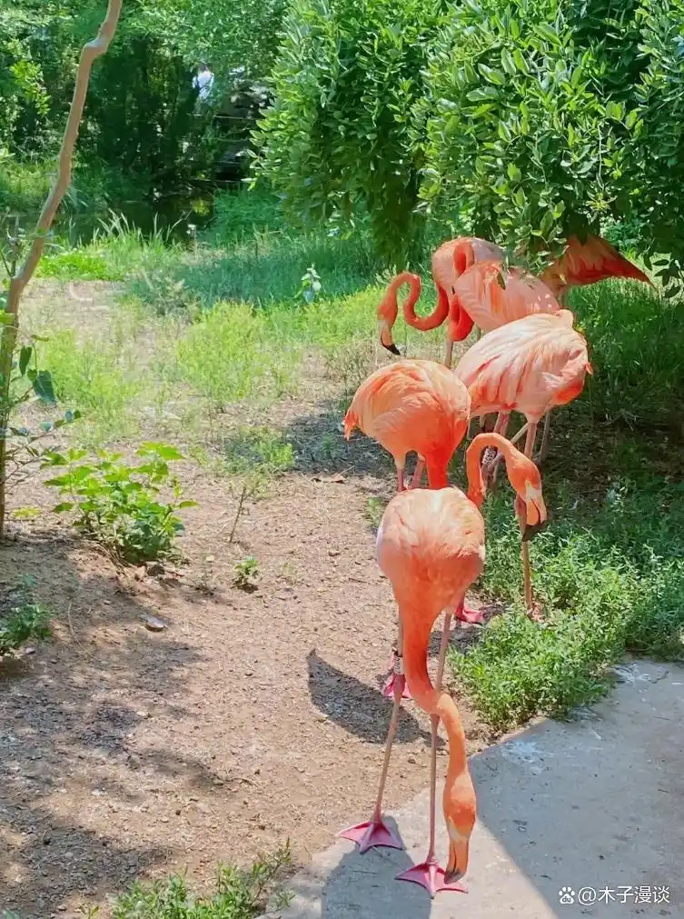 火烈鸟生活技能_火烈鸟生活技能_火烈鸟生活技能